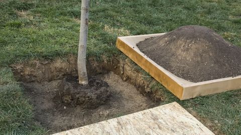 Ўзбекистонда 2022 йил баҳор мавсумида 125 млн дона кўчат экилади