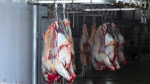 O‘zbekistonga yanvar–oktabr oylarida qancha go‘sht import qilingani ma’lum bo‘ldi