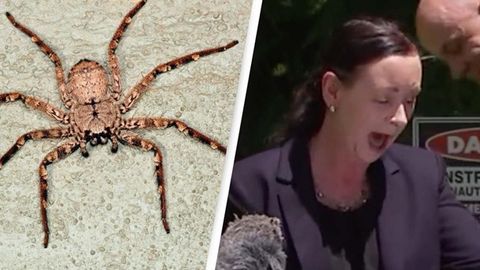 Австралия соғлиқни сақлаш вазири матбуот анжумани вақтида оёғида ўрмалаётган ўргимчакдан қўрқиб кетди (видео)