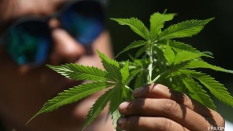 Мальта Европа Иттифоқида биринчи бўлиб каннабисдан шахсий мақсадларда фойдаланишга рухсат берди