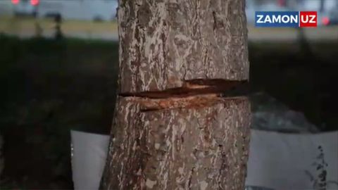 Yunusobodda qurilish rejalashtirilgan hududdagi 10 ta qarag‘ay arralab ketildi