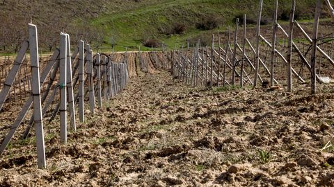 O‘zbekistonda qishloq xo‘jaligiga mo‘ljallangan yerlarni ijaraga berish soddalashtirildi