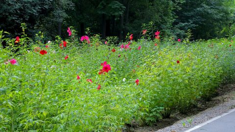 O‘zbekistonda yozning birinchi oyida qanday ob-havo kutilayotgani ma’lum qilindi