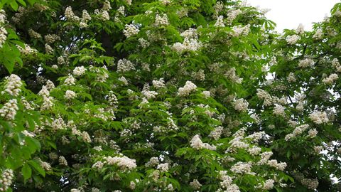 «Ўзгидромет» 17 майда кутилаётган об-ҳаво маълумотини эълон қилди