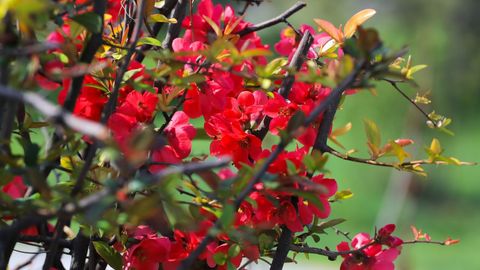 O‘zbekistonda yozning dastlabki kunlarida qanday ob-havo bo‘lishi ma’lum qilindi