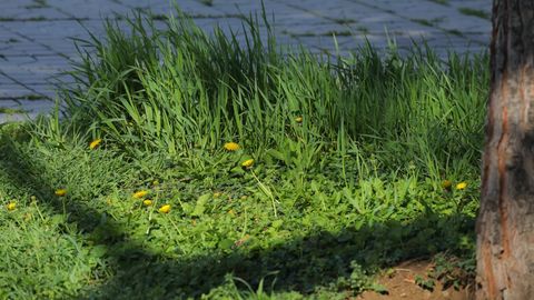 O‘zbekistonda 24-may yog‘ingarchiliksiz o‘tishi kutilmoqda