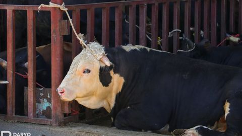 O&lsquo;zbekiston Qirg&lsquo;izistondan rekord miqdorda chorva mollari import qilmoqda