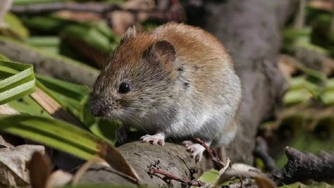 Shvetsiyada kemiruvchilarda yangi koronavirus aniqlandi
