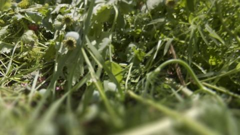 Фарғонада уйининг томорқасида қарийб 100 туп кўкнори ва каннабис етиштираётган шахс ушланди