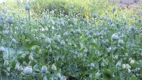 Фарғонада уйида 329 туп кўкнори парваришлаб келган фуқаро ушланди