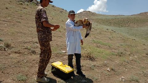 Jizzaxda ucha olmay qolgan burgut bolasi parvarish qilingach, ochiq tabiatga qo‘yib yuborildi (video)