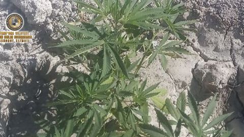 Farg‘onadagi hovlisida 15 tup taqiqlangan o‘simlik o‘stirgan shaxs aniqlandi