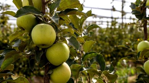 O&lsquo;zbekistonda intensiv olma bog&lsquo;lari: afzalligi va xususiyatlari