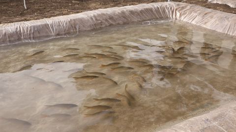 Ўзбекистонда балиқни кооперация асосида етиштирувчилар барча солиқлардан озод қилинади