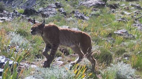 “Hisor” davlat qo‘riqxonasidagi fotoqopqonga Turkiston silovsini muhrlandi (video)