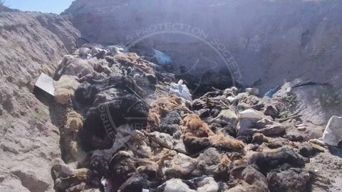 More than 100 pets&rsquo; corpses found in landfill near Nukus