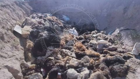Нукус яқинидаги полигондан 100 дан ортиқ ит ва мушукларнинг жасади топилгани ҳақидаги хабар рад этилди