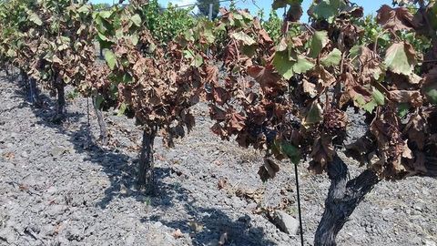 Португалияда қурғоқчилик: мевалар дарахтнинг ўзида қуриб, узумлар майизга айланиб қолмоқда