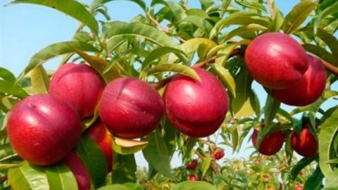 O&lsquo;zbekiston eksporti sabab Rossiyada shaftoli narxi tushib ketdi