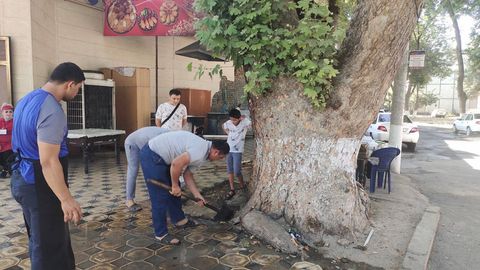 Тошкентда чинор дарахти таги бетонлаб кетилгани аниқланди