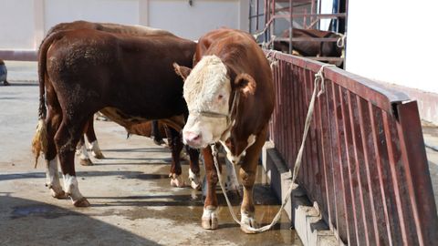 Farg‘onada 24 mln so‘mga qoramollar sotib olib, pulini bermay ketgan shaxs ushlandi