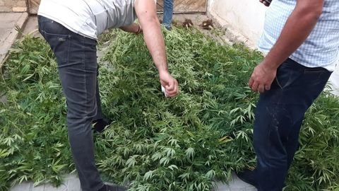 Surxondaryoda nasha ekkan mahalladoshlarga nisbatan jinoyat ishi qo‘zg‘atildi