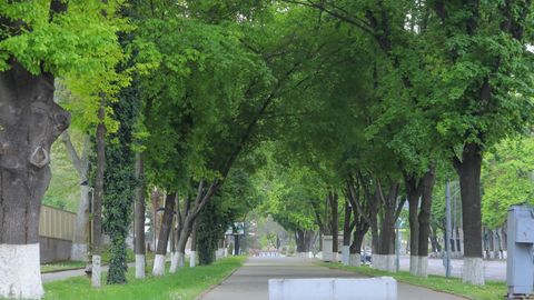 Ўзбекистонда дарахтларни қонунга зид равишда кесиш бўйича жавобгарлик масаласи мақбуллаштирилмоқда