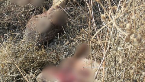 Qoraqalpog‘istonda “Qizil kitob”ga kiritilgan bug‘uni ovlaganlar 3 yilga ozodlikdan mahrum qilindi