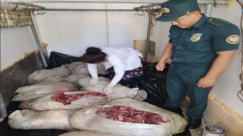 Навоийда Хоразмдан Тошкентга ҳужжатларсиз олиб кетилаётган 650 кг гўшт аниқланди