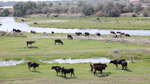 Самарқандда фермер хўжалиги раҳбари чорвачиликни ривожлантириш учун хориждан олиб келинган 31 бош наслли қорамолларни сотиб юборгани аниқланди