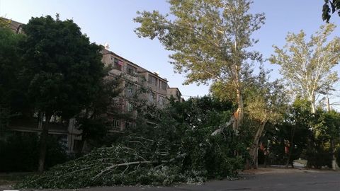 «Ўзгидромет» айрим ҳудудларда кучли шамоллар бўлишидан огоҳлантирди