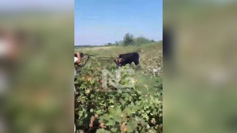Namangandagi dalada obodonlashtirish xodimi qoramolni otib o‘ldirdi (video)