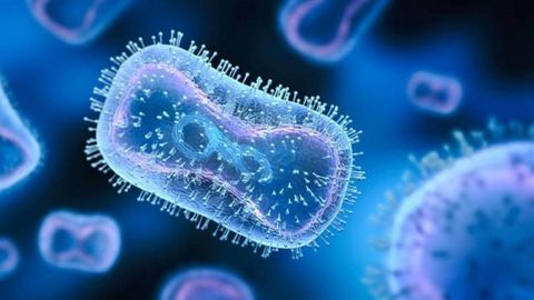 Monkeypox may cause neurological damage, including inflammation of the brain &ndash; new study