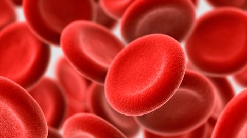 Scientists have mimicked an embryo's heart to unlock the secrets of how blood cells are born