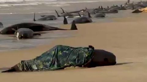 Avstraliyada 230 ta kit sohilga chiqarib tashlangan holda topildi (video)