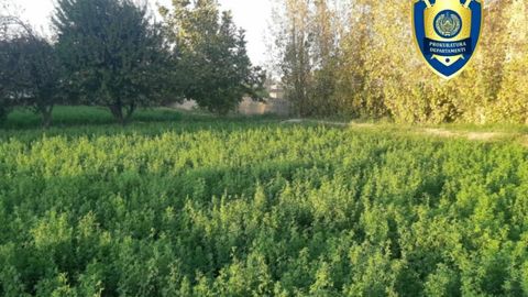 Navoiyda 16 sotix zaxiradagi yerni 83 mln so‘mga sotmoqchi bo‘lgan shaxs ushlandi