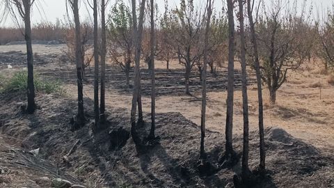 Vegetation pyromania is rife: More than 500 trees burnt to ashes in front of "New Uzbekistan" park&nbsp;