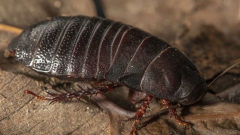 A large cockroach thought extinct since the 1930s was just rediscovered on a small island in Australia