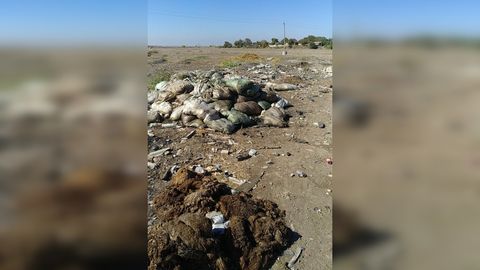 Toshkent viloyatidagi soyga ikki tonnaga yaqin o‘lik tovuqlar tashlab ketildi