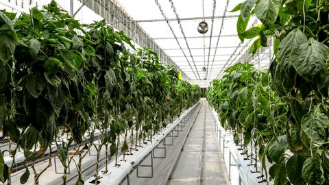 O‘zbekistonda issiqxonalar uchun qo‘shimcha 500 mln kub tabiiy gaz yetkazib beriladi