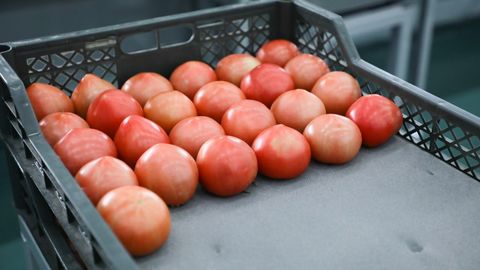 Ўзбекистонда помидор нархи бир ойда 36 фоизга ошиб кетди