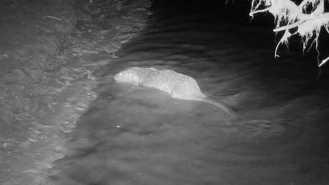 Видео: «Қизилқум» қўриқхонасидаги фотоқопқонга тушган Ўрта Осиё қундузи