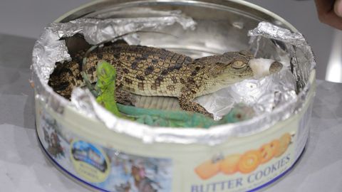 Тошкент ҳайвонот боғи аэропортда олиб қўйилган рептилиялар аҳволи ҳақида маълумот берди