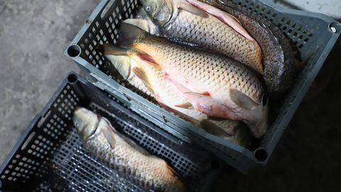 Ўзбекистон бўйлаб балиқ энг кўп овланаётган ҳудуд маълум қилинди