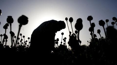 “Tolibon” davrida Afg‘onistonda ko‘knori yetishtirish 32 foizga oshgani ma’lum qilindi