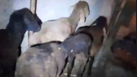 Surxondaryodagi qishloqda bo‘rilar paydo bo‘lgani, odamlarning moliga zarar yetkazayotgani aytilmoqda