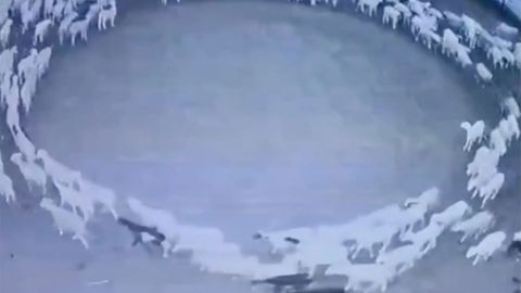 Xitoyda yuzlab qo‘ylar 12 kundan beri doira hosil qilib aylanmoqda. Ular hatto uxlash uchun tin olmayapti (video)