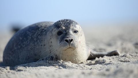 Nearly 2,500 Seals Mysteriously Found Dead
