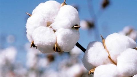 Uzbekistan&rsquo;s cotton yield increases to 3.5mn tons&nbsp; in 2022