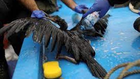 Peru declares 90-day state of health emergencydue to avian flu virus